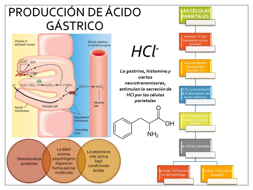 Gastric Acid ácido Gástrico Enallterm